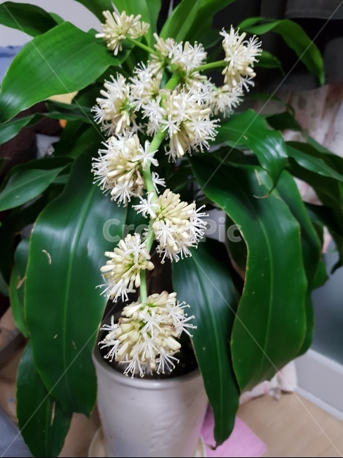 행운목꽃,흰꽃,하얀꽃,행운목,화분,가정집,실내용화초,화분,화초,house plant