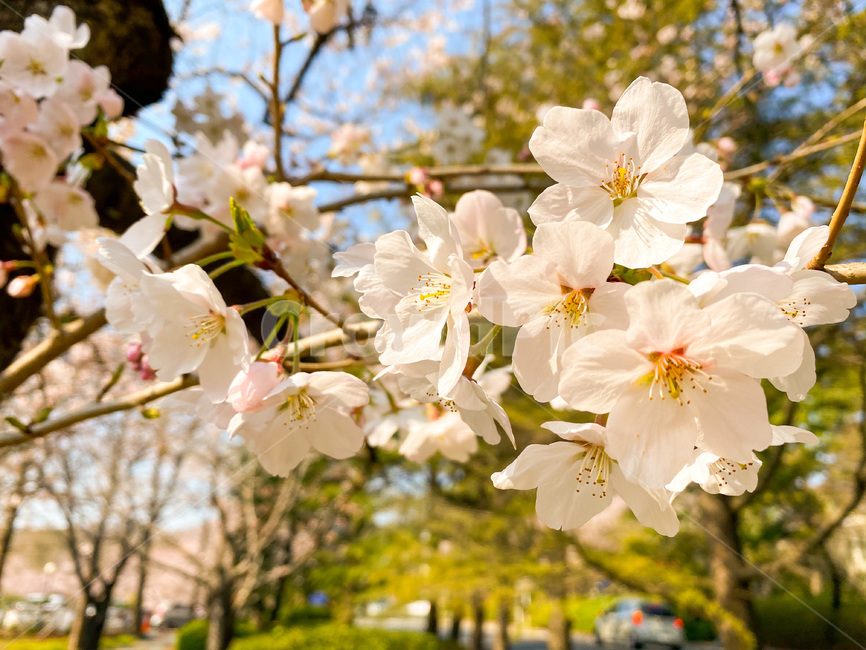 벚꽃,꽃,봄,봄꽃,flower,자연,nature,식물,plant,따뜻
