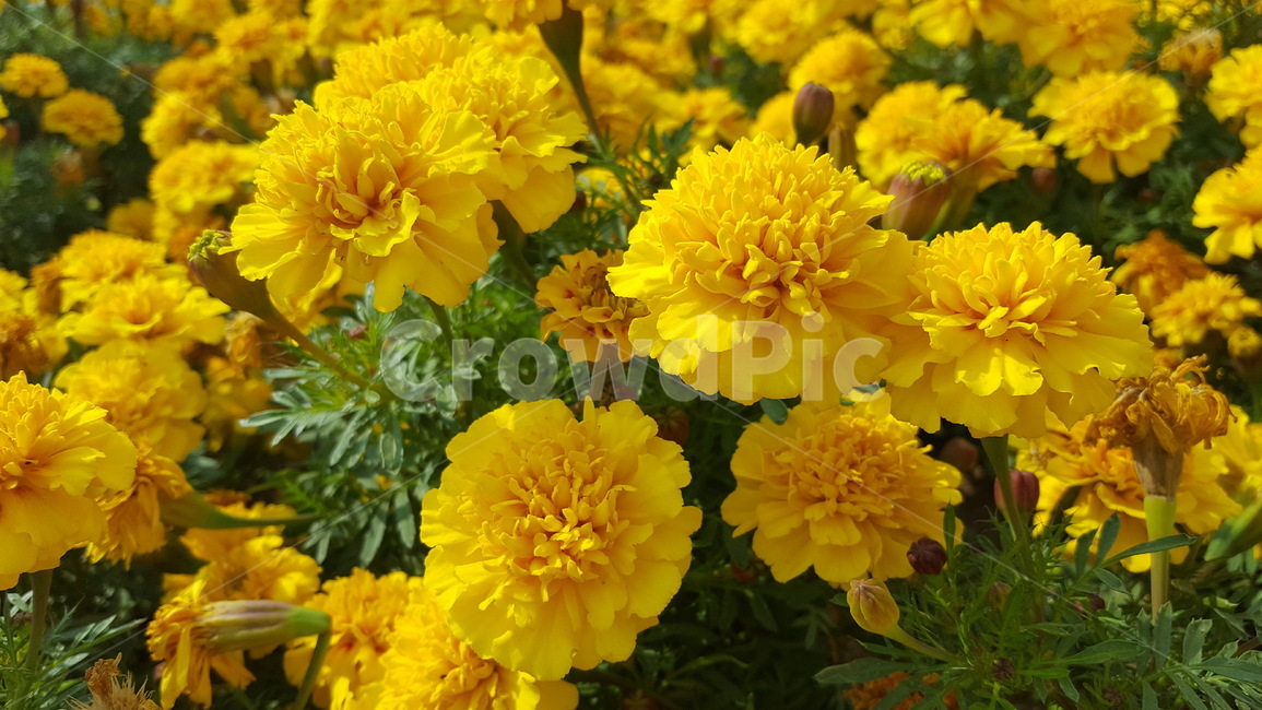 꽃,꽃잎,식물,자연,노란색,식물,자연,plants,nature,꽃,flower