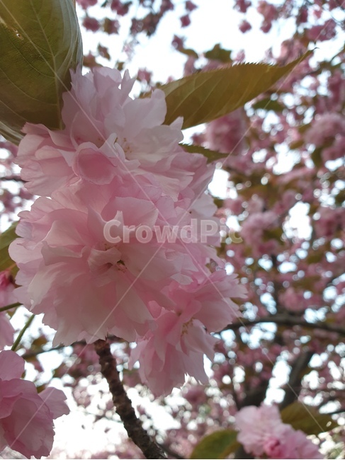 겹벚꽃,꽃,분홍꽃,flower,왕겹벚꽃