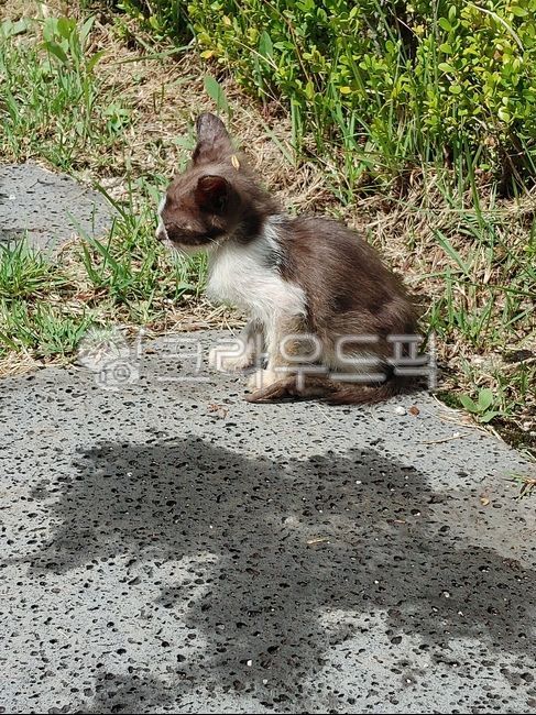 rock,kitten,stray cat,cat