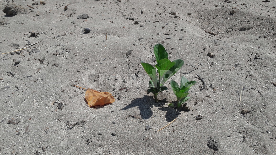 자연,식물,잎,plant,leaf