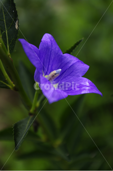 꽃,flower,식물,plant,도라지꽃,식물,자연,plants,nature,꽃,flower