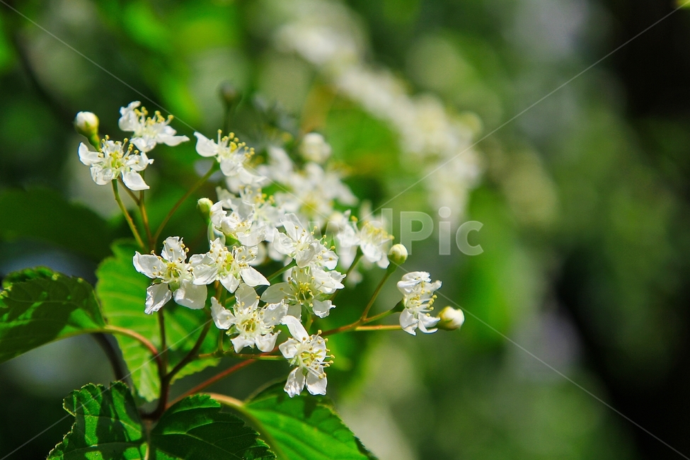 야생화,하얀꽃,들꽃,하얀야생화,하얀들꽃,식물,자연,plants,nature,꽃,flower
