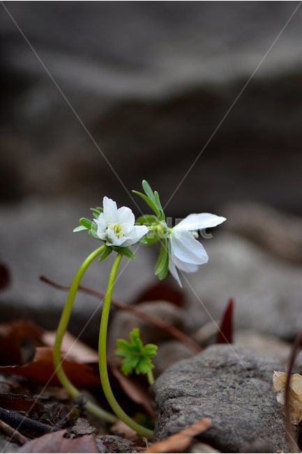 변산바람꽃,2018년,2월,야생화,꽃,생태,식물,자연,들꽃,산꽃,봄,감성,힐링,플라워,계절,시즌,wild,Flower,plants,nature,spring,season,배경,나무,목본,풀,초본,미나리아재비과,너도바람꽃속,flower,생태사진,봄꽃,거제도,봄,계절,spring,season,식물,자연,plants,nature,꽃,flower,plant,blossom,amaryllidaceae,수선화과