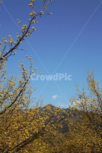 산수유,파란하늘,봄,힐링,꽃,노란꽃,식물,자연,spring,plant,yellow,korea,감성사진,sky,flower,blossom,season
