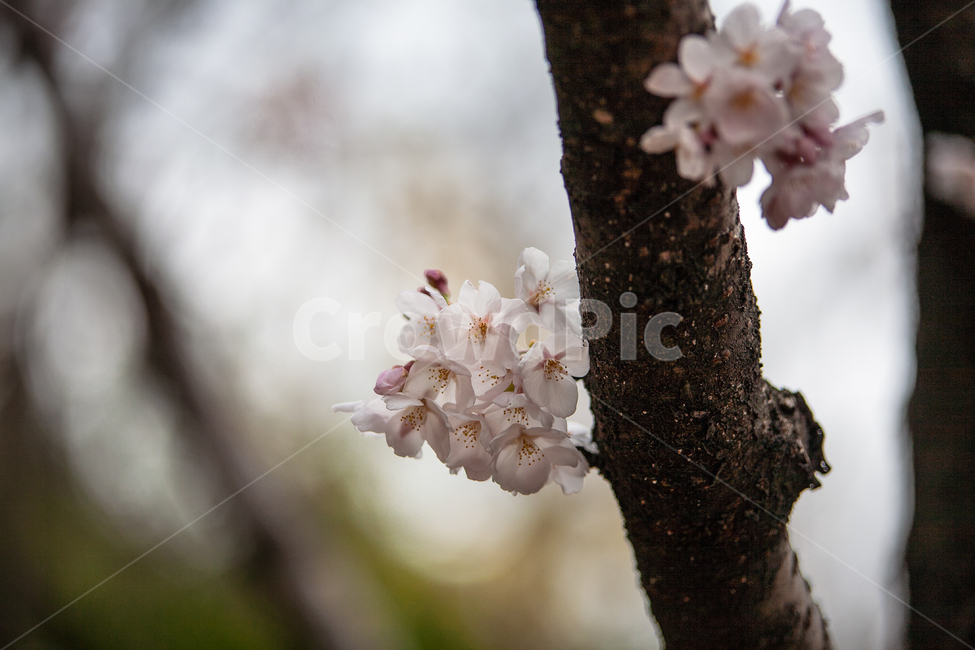 벚나무,분홍색,핑크,개화,만개,벚꽃축제,계절,springseason,자연,plants,natureflower,plantblossomcherry,blossom,벚꽃,봄,봄꽃,꽃,아름다운,식물,체리블라썸,사쿠라꽃잎,나무,나뭇가지,봄,계절,spring,season