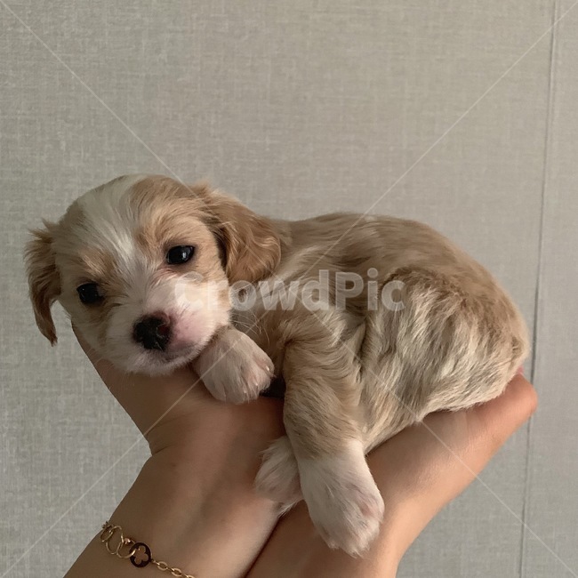 강아지,반려견,하뚜야,말티푸,애완견,포유류,mammal,개,강아지,dog,doggy