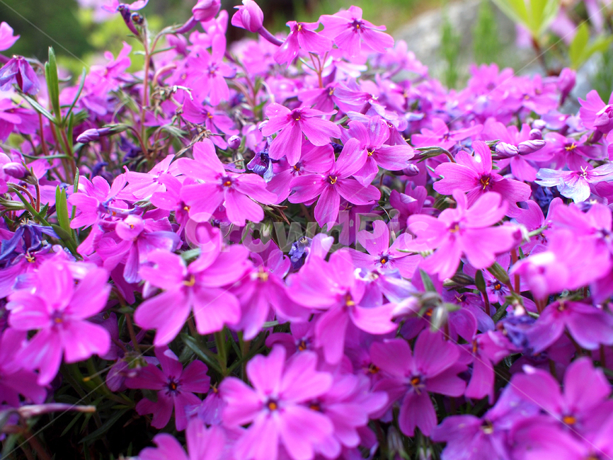 blossom,꽃,flower,plant,식물,진달래,철쭉,봄꽃,봄,azalea,spring,springflowers