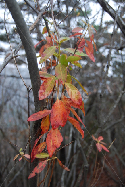 갑장산,단풍,공원,휴양림,등산로,식물,자연,plants,nature