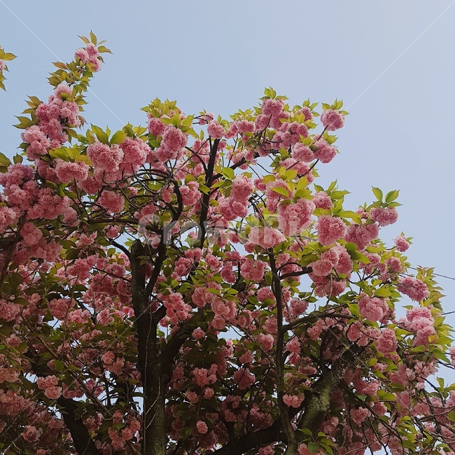 겹벚꽃,왕벚꽃,벚나무,벚꽃,꽃나무,봄나무,분홍꽃