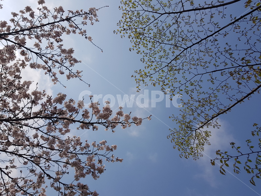plant,식물,나무,하늘,자연,식물,자연,plants,nature,나무,trees,wood