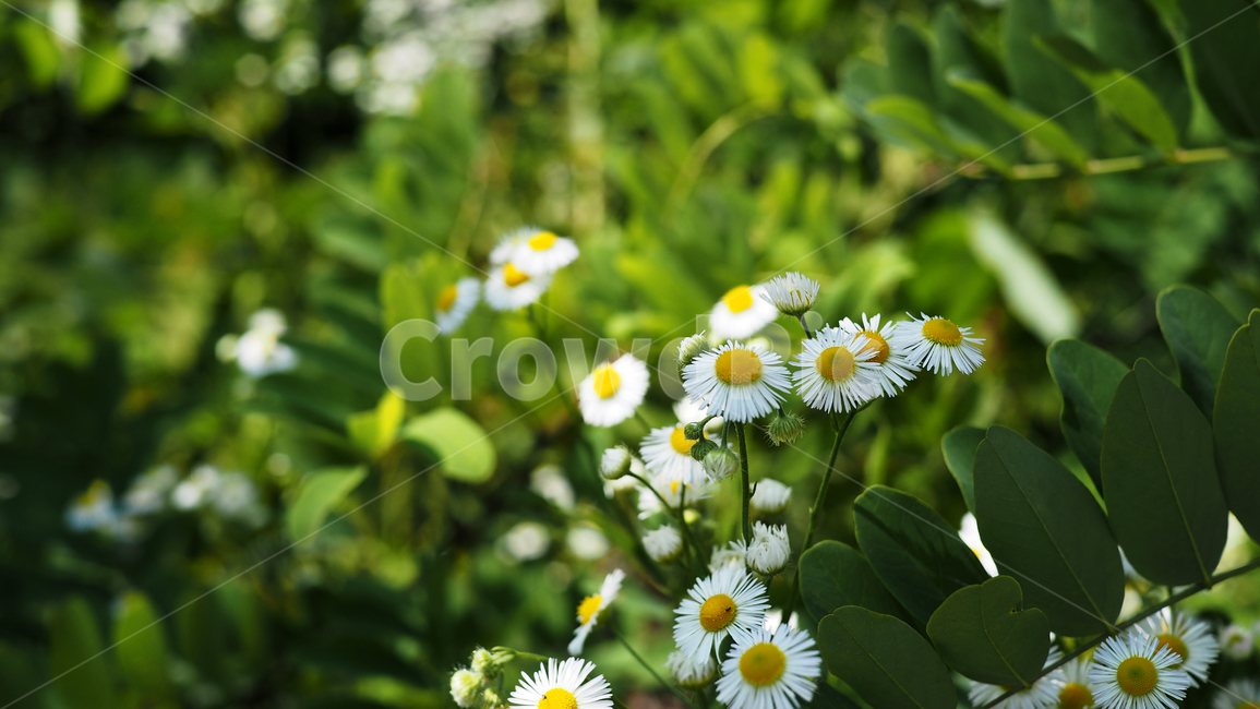 야생화,꽃,green,wildflower,flowers,공원