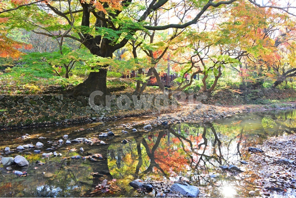 전북,고창,선운사,계곡,가을,단풍,빨강,녹색,도솔천,nature,자연,outdoors,옥외,land,땅,tree,나무,plant,식물,water,물,가을,계절,fall,autumn,season,자연,풍경,nature,landscape