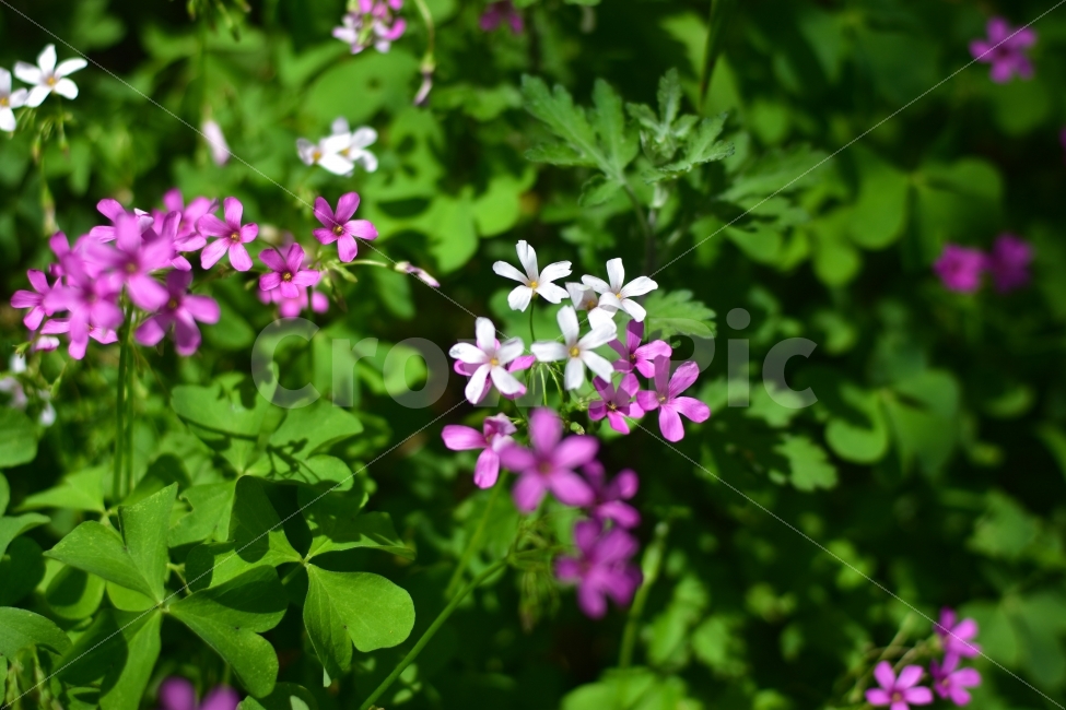풍경,사진,자연,식물,꽃,식물,자연,plants,nature,꽃,flower