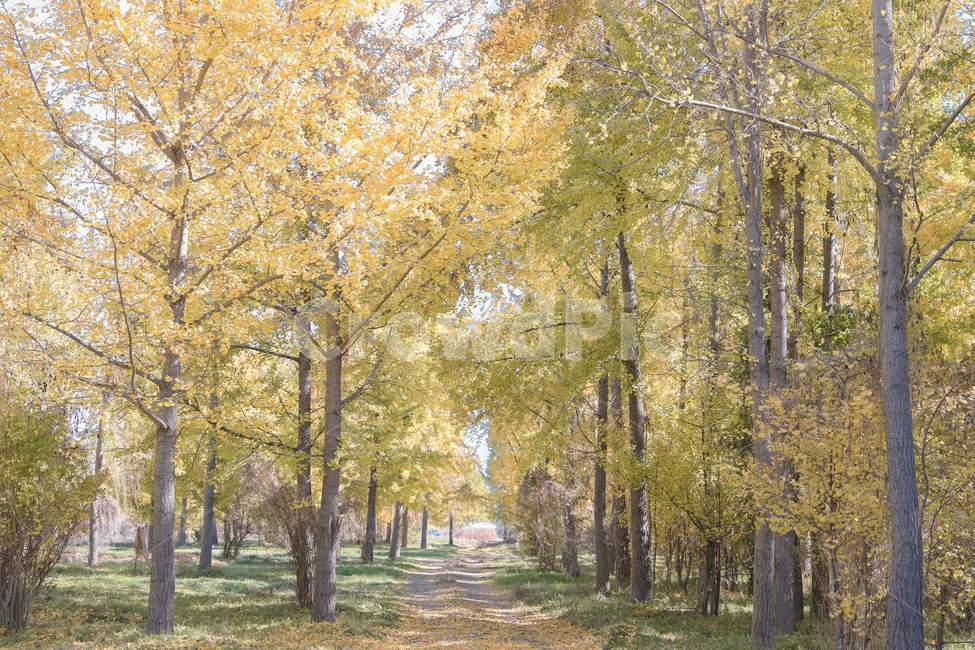 나무,은행나무,낙엽,다산은행나무숲,가을,푸른하늘,ginkgo,tree,fall,bluesky,감성사진,길,road,산책로,walk,plant,treetrunk,나무줄기,가을,계절,fall,autumn,season,자연,풍경,nature,landscape,식물,plants,나무,trees,wood