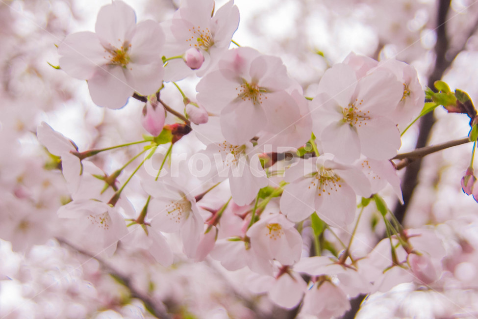 벚꽃,봄꽃,cherryblossom,봄분위기,spring,꽃