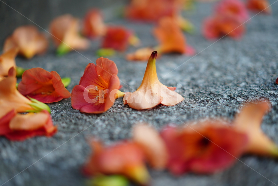 능소화,꽃,컬러,색감,주황,생명,식물,생물,flower,식물,자연,plants,nature,꽃,flower