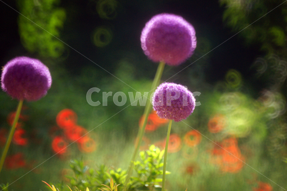 알리움,식물,백합과,보라색,하훼용,onion,관상용,식물,자연,plants,nature,꽃,flower