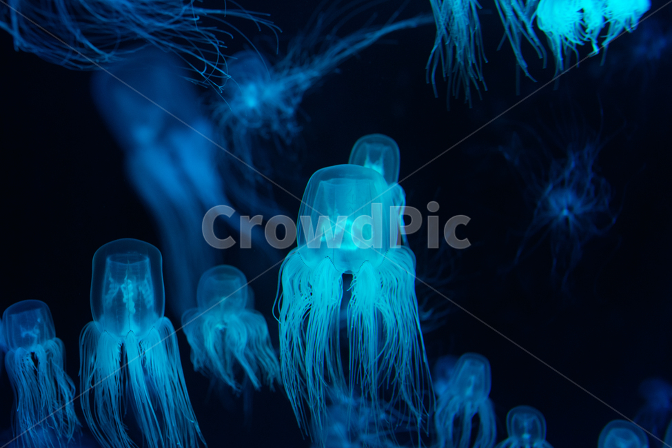 jellyfish,해파리,animal,동물,invertebrate,무척추동물,sealife,해양생물,동물,animal