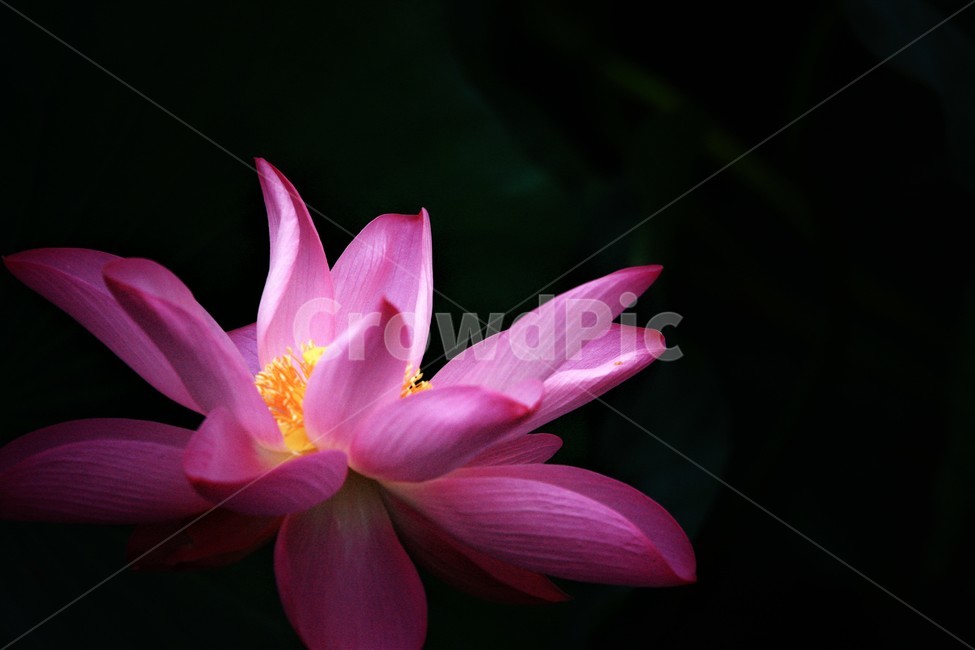 식물,연꽃,꽃,flower,flowerage,식물,자연,plants,nature,꽃,flower