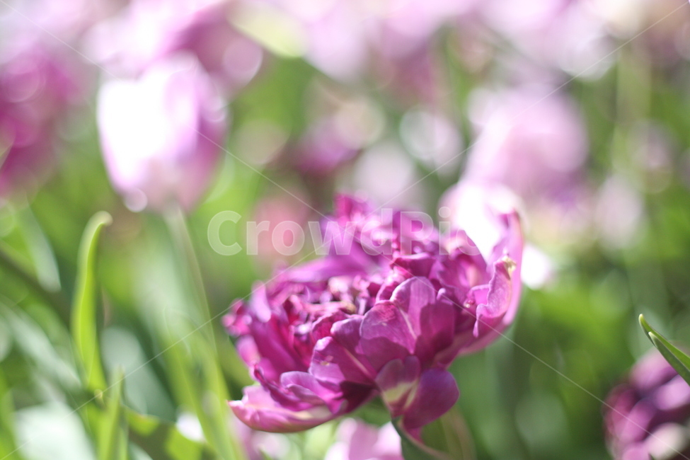 꽃,작약,정원,식물,봄,flower,garden,peony,spring,식물,자연,plants,nature,꽃,flower