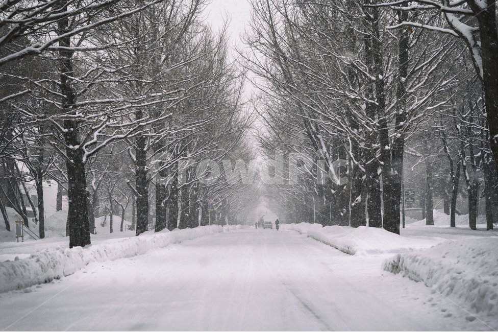 눈보라,겨울,winter,눈,폭설,거리,나무,쓸쓸,적막,앙상,눈덮힌거리,설경,겨울,계절,winter,season,자연,풍경,nature,landscape