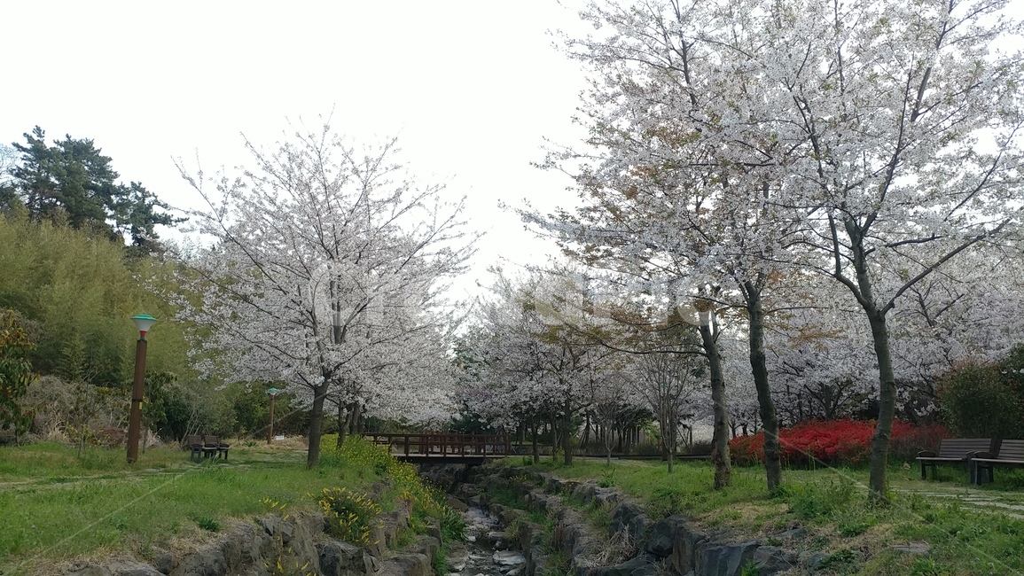 공원,산책로,제주벚꽃,벚꽃,나들이,자연,풍경,nature,landscape,plant,식물,bench,벤치