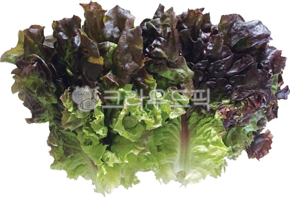 상추, lettuce, 꽃상추, 적상추, redleaflettuce, 사진,이미지,일러스트,캘리그라피 - Pastel Light작가