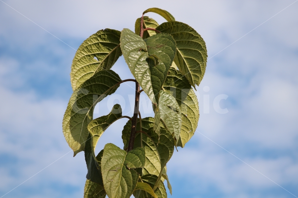 뽕,식물,뽕잎,나뭇잎,나무,나뭇가지,자연,초록색,초록,식물,자연,plants,nature