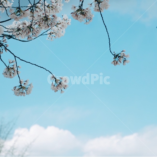 벚꽃,꽃,하늘,봄,풍경,봄,계절,spring,season,식물,자연,plants,nature,꽃,flower,색깔,색상,색채,색감,color sense,color sensitivity,feeling of color,plant,blossom