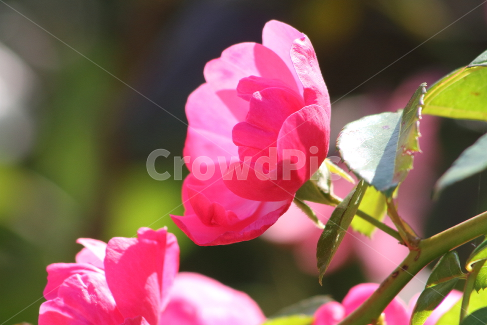 장미,꽃,식물,정원수,rose,식물,자연,plants,nature,꽃,flower