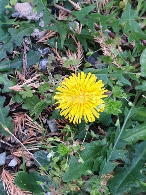 민들레,한송이,꽃,하나,노랑