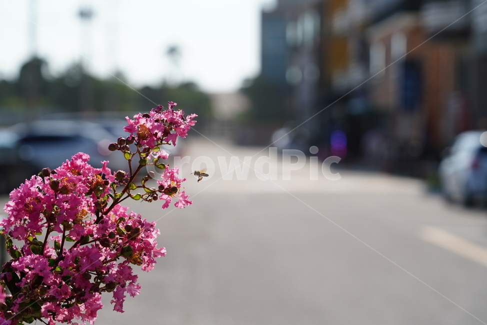 꽃,플라워,생물,생명,핑크,분홍,색감,컬러,flower,식물,plant,식물,자연,plants,nature,꽃,flower