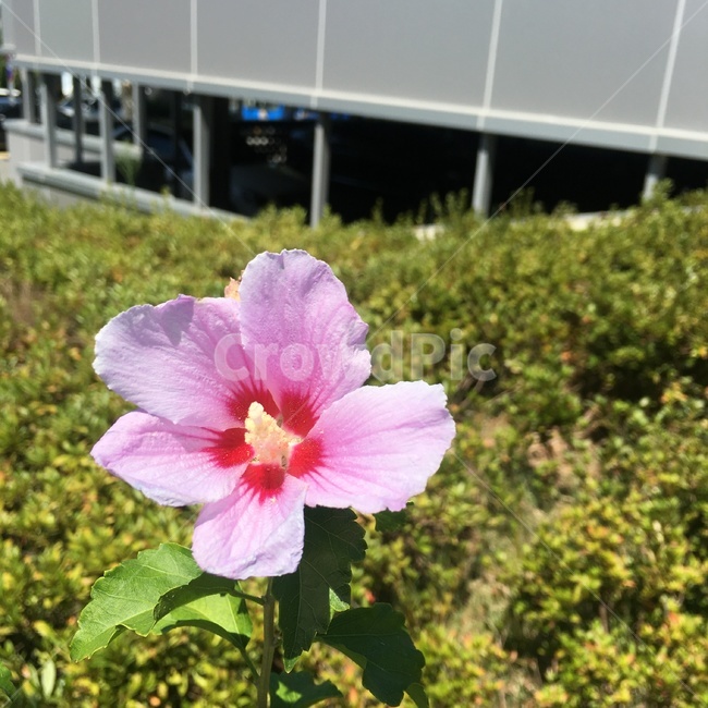 무궁화,꽃,초록색,분홍색,flower,식물,자연,plants,nature,꽃,flower