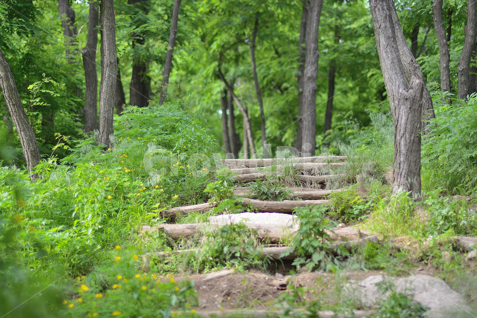 숲길,나무,길,초록,풍경,자연,풍경,nature,landscape,식물,plants,나무,trees,wood,tree,plant,ground,바닥,tree trunk,나무 줄기