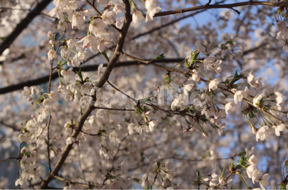 꽃,벚꽃,봄,spring,flowers,flower
