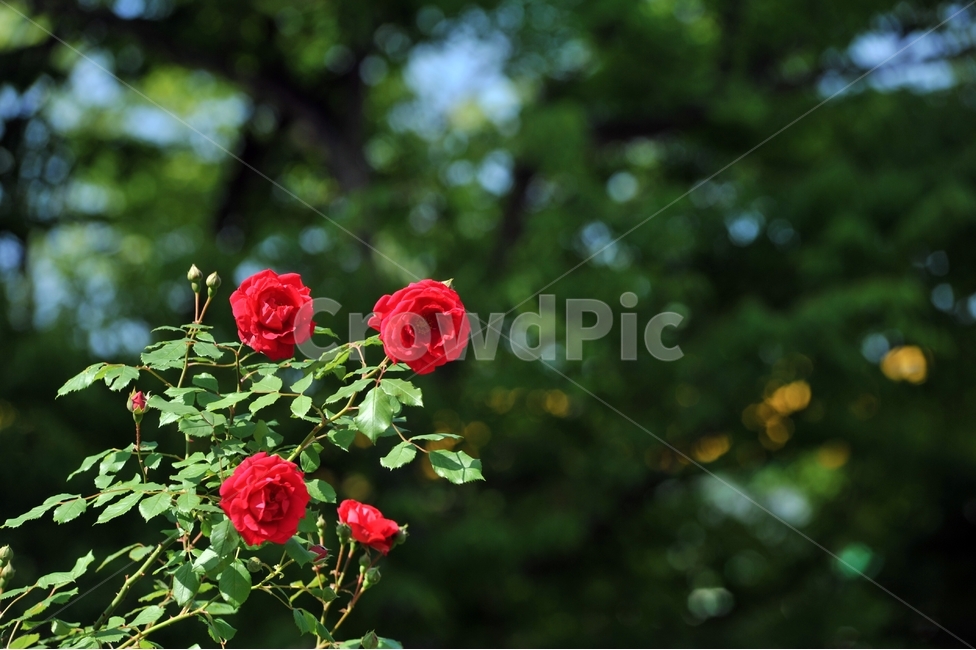 장미,식물,꽃,빨깐꽃,여름꽃,오월,rose,식물,자연,plants,nature,꽃,flower
