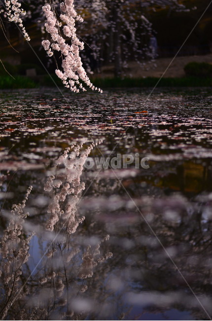 봄,벚꽃,반영,자연,새벽,봄,계절,spring,season,식물,자연,plants,nature,꽃,flower,감성,sensible,feeling,plant,blossom