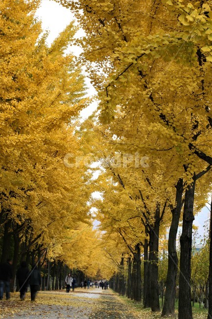 서울단풍명소,송파구단풍명소,가을,단풍,올림픽공원,가을,계절,fall,autumn,season,tree,나무,plant,식물
