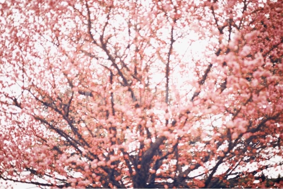 봄,감성사진,매화,꽃,야외,필름,색감,emotion,spring,flower,outdoor,film,color,봄,계절,spring,season,식물,자연,plants,nature,꽃,flower,감성,sensible,feeling,plant,blossom