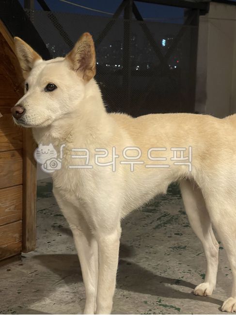 동물,dog,개,진돗개,백구