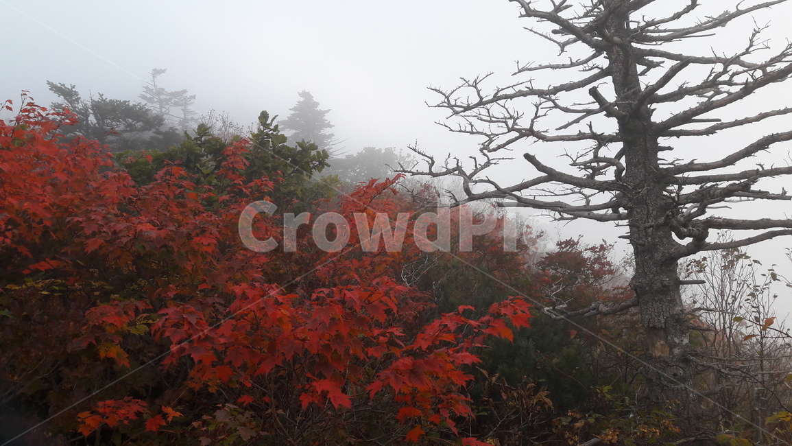 설악산,중청,단풍,가을,고사목,가을,계절,fall,autumn,season,자연,풍경,nature,landscape,plant,식물,leaf,잎,tree,나무