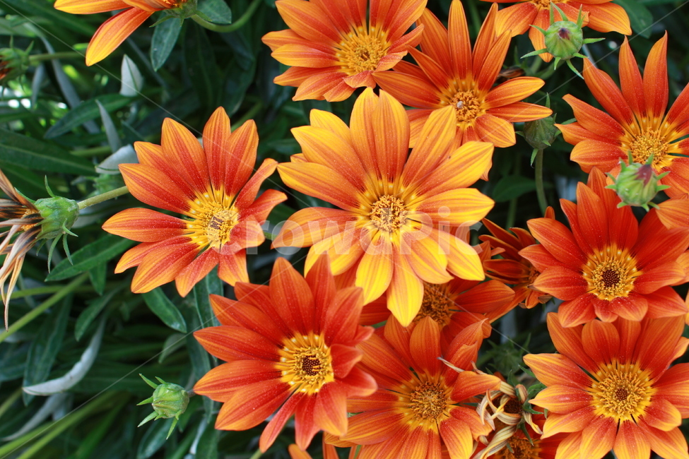 꽃,봄,꽃잎,flower,만개,주황색꽃,식물,자연,화단,수목원,garden