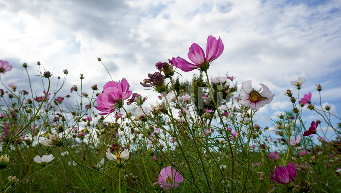 코스모스,꽃,가을,공원,보라색,경주,계절,식물,자연,fall,autumn,season,plants,nature,flower,하늘,구름,sky,cloud