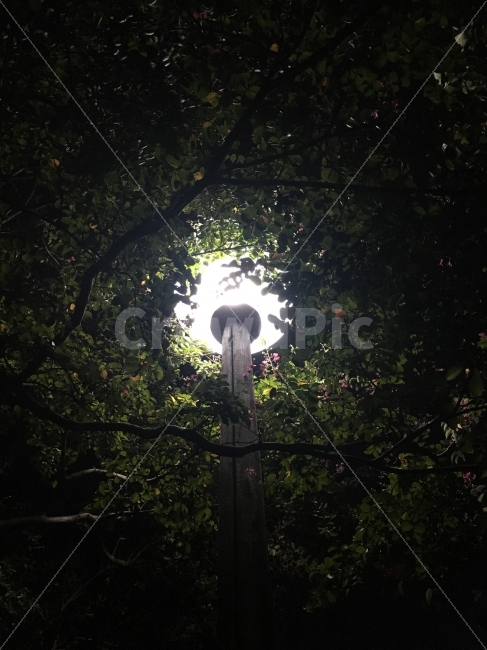 가로등,나무,불빛,전등,은은,식물,자연,plants,nature,야경,밤,풍경,nightscape,night,landscape
