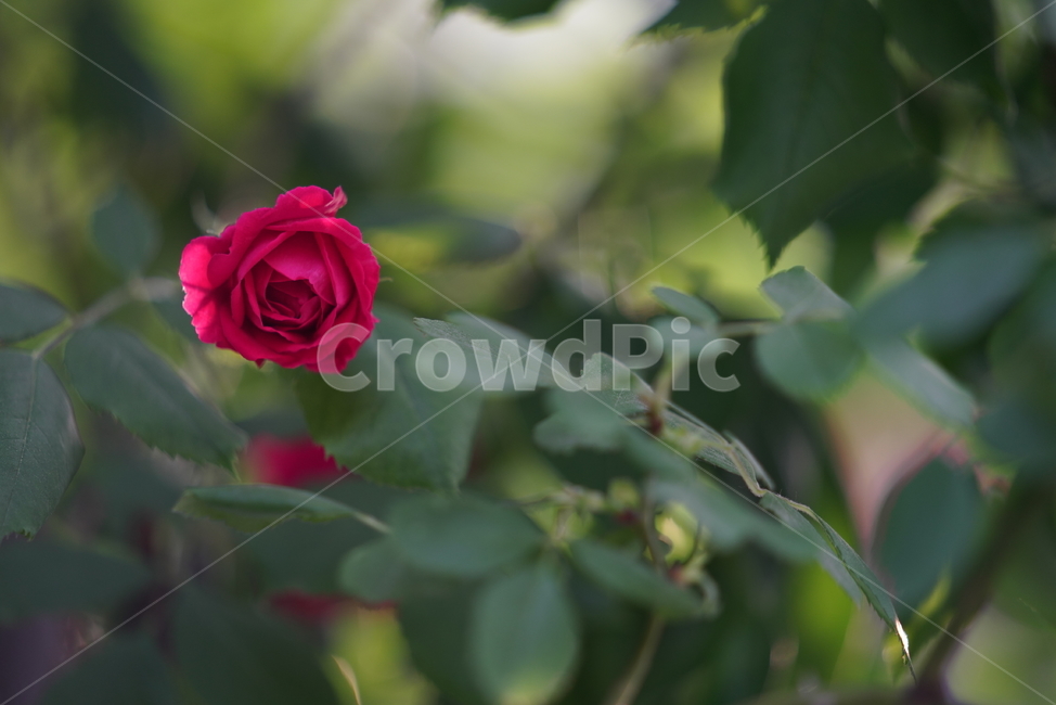 장미,로즈,식물,생물,생명,rose,레드,red,붉은,색감,컬러,꽃,플라워