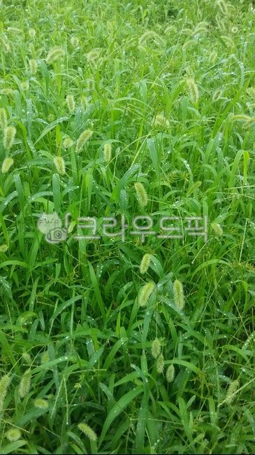 들풀, plant, 식물, 들, 초록, 사진,이미지,일러스트,캘리그라피 - 원당서생작가