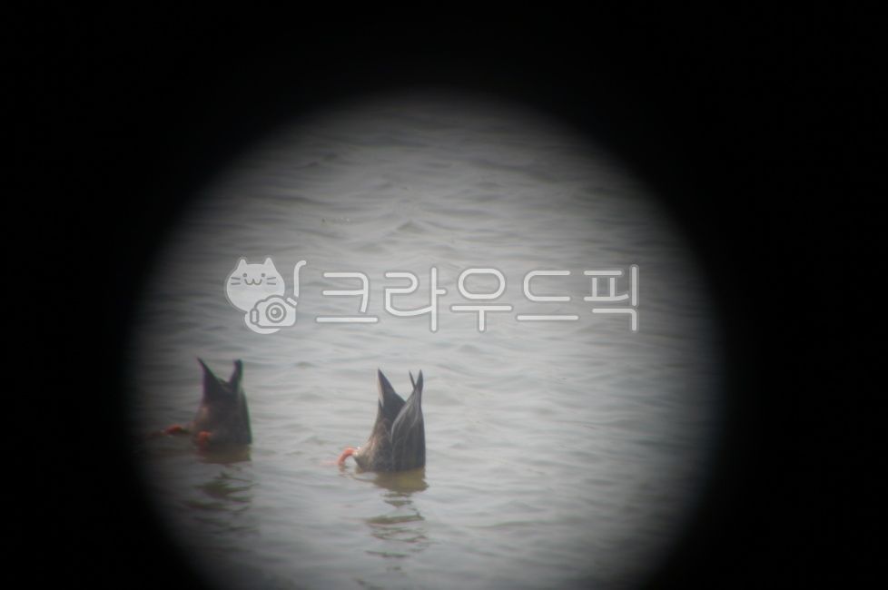 Duckling,migratory bird sanctuary,duck,Eulsukdo,Butt,visitor,wild