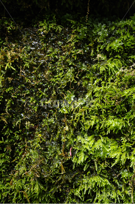 이끼,식물,초록,plant,자연,식물,자연,plants,nature